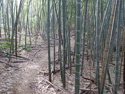 この周囲だけの竹林