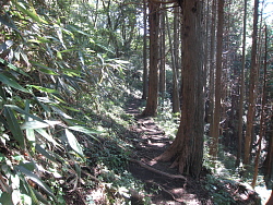 檜の植林された道