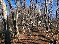 山頂手前の広く明るい尾根