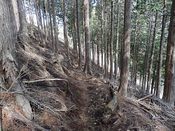 植林された急斜面