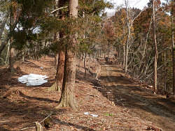 左−登山道、右−平行して登る林道