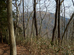 樹間からの大野山