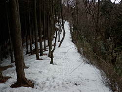山頂から下り始めの林