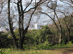 秦野市街地