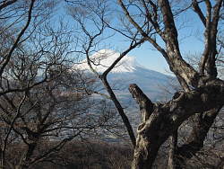 長尾山途中の樹間からの眺め