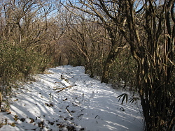 残雪