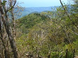早雲山分岐近くから1151m」ピーク