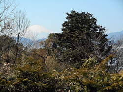 お店前からの富士山