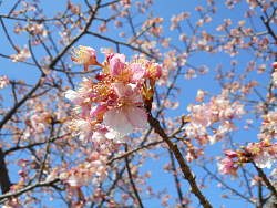 桜のアップ