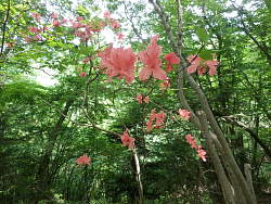 唯一の木に咲く花、レンゲツツジか?