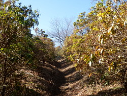 アセビ群落を抜ける