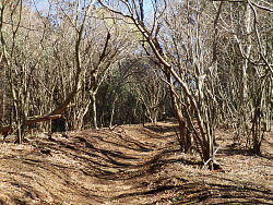 高松山への最後の緩やかな登り