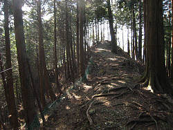 植林地の尾根