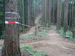 中央が作業道、登山道は右を行く