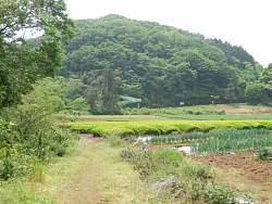 茶畑(一部)の横を通り抜ける、前方が小倉山方面