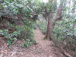 登り始めの山道