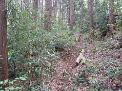 踏み込んだ先の篠竹の多い道