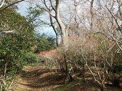 登りきった辺りの風景