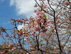 彼岸桜か?