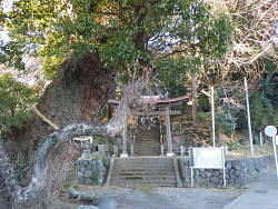 みかん畑から下ってきた鳥居