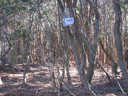 山頂