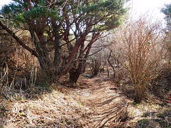 山頂前の自然林帯
