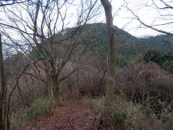 下りで前方に鳥手山(鳥手山鞍部手前から)