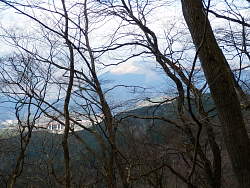 樹間から見える大野山