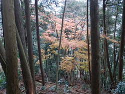 唯一残っているカエデ