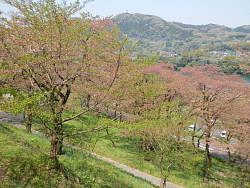 桜の小道の風景