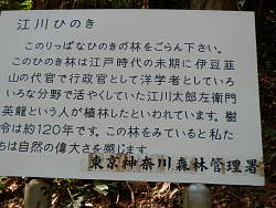 江川ひのきの説明板