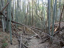 竹林、道にまで生えている物、倒れた竹