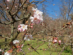 咲き残った10月桜