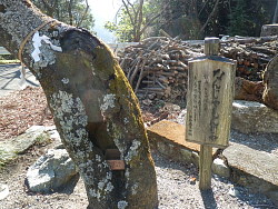 鳥居脇のなんじゃもんじゃの木