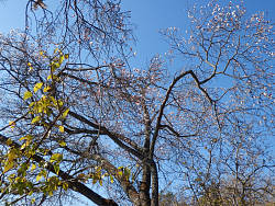 唯一の花、桜