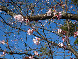 園内の冬桜