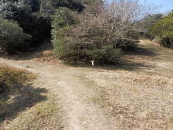 正面の木の中に7番札所