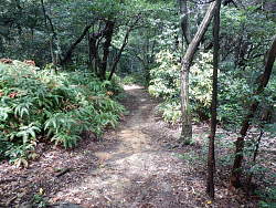 山頂先のしばらく続く平坦な道