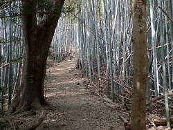 竹林が続く