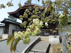 御衣黄桜