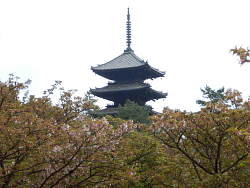 撮影ポイントの御室桜と五重塔