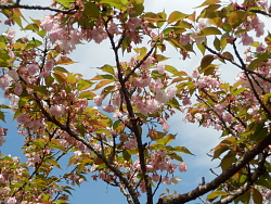 幾分多く残った御室桜