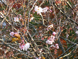 実光院の不断桜