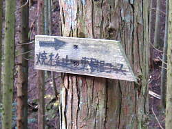 分岐 焼杉山 東尾根の標識