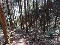 植林された急斜面