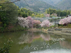 正法寺の池(桜は正法寺の庭園内)