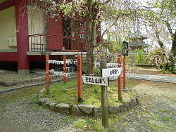 本堂斜め前の桜