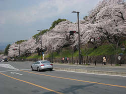 インクラインに沿って植わっている桜