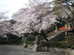 鳥居を潜った先の桜