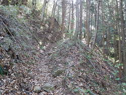 神社から先の植林地